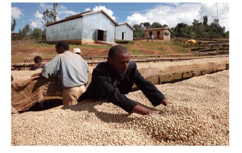 Flavor and taste characteristics of Antigua coffee beans in Guatemala story of Antigua coffee beans