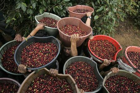 What is the type of fruit flavor of coffee? describe the taste treatment method of producing area.