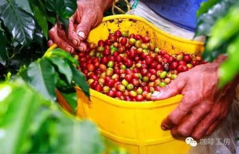 The planting altitude of Columbia Huilan Coffee the taste of hand-flushing temperature