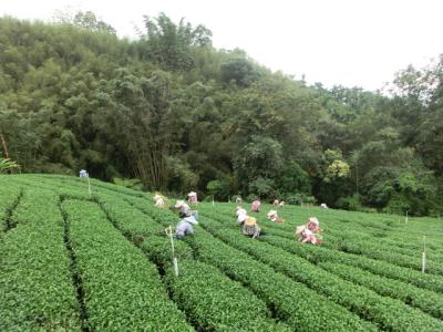 Which manor has planted rose summer coffee Yunnan rose summer coffee planting status introduction