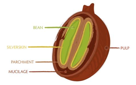 Salvadoran Pacamara coffee beans classified according to altitude