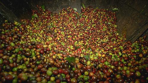 Characteristic Flavor description treatment of Coffee beans in Ireta Manor, Panama