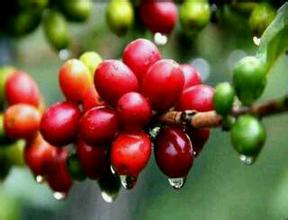 Flavor description of Indonesian Mantenin Coffee beans with strong aroma