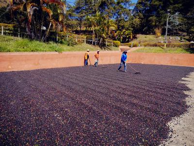 How long is the shelf life of ripe coffee beans?