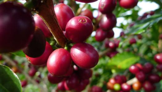 How long does it take for fresh coffee fruit to dry from red to dry?