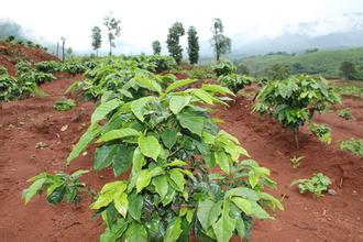 Description of taste and flavor of Panamanian butterfly coffee beans A brief introduction to the production area of grinding scale varieties