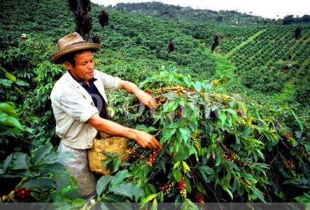 The picked coffee beans still need to go through those processes.