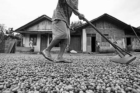 Measured data of Lindong Manning coffee cup in Sumatra, Indonesia