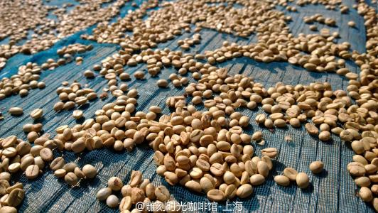 Introduction of Costa Rican Tarazhu coffee beans belonging to elegant varieties