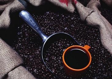 How do Indonesian Mantenin coffee beans taste if they are lightly roasted?