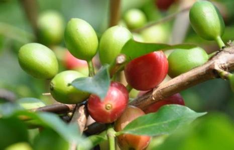 A brief introduction to the flavor difference between male and female coffee beans