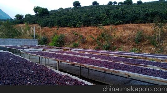 Cultivation of mellow and fragrant Colombian coffee beans in planting environment