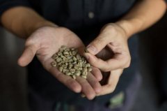 The growing environment of Costa Rican coffee in the Central American isthmus