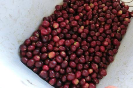 Introduction of coffee beans in Ireta Manor in Panamanian volcanic area