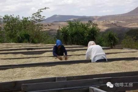 Introduction to Santa Rita Manor, Colombian Water washed Fine Coffee, cooked beans