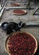 No deal, no harm-the truth behind Kopi Luwak