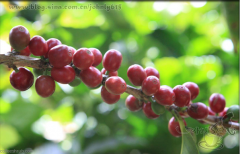 A detailed introduction to the varieties and appearance characteristics of Maraka Dula in Nicaragua