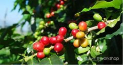 Introduction of Honduran Coffee that can be used to mix mixed Coffee