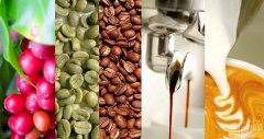 Coffee beans choose a quick strategy