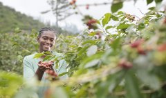 Do you know enough about the unique charm of Brazilian coffee?