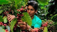 A brief introduction to the unique fragrant Ted Manor in the coffee producing area of Sidamo, Ethiopia