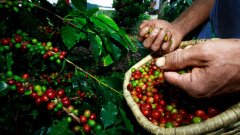 Betting on the reputation of the country: coffee Culture in Colombia