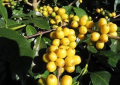 Characteristics of Leonardo coffee beans treated with Costa Rican black honey flavor description