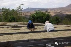 Hassanda Coffee Garden, Ecuador Coffee Fine Coffee Bean producing area planting varieties, climate, altitude environment is simple