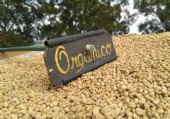 Coffee cultivation at an altitude of about 900-1500 meters El Salvador La Traviata estate variety cultivation market ring