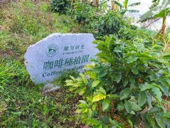 A brief introduction to the treatment methods of Grinding degree and baking degree of Pu'er Coffee varieties in Yunnan Province