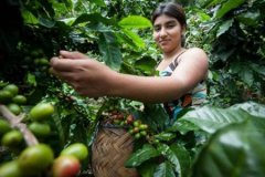 Colombia Fine Coffee Flavor Aroma Description