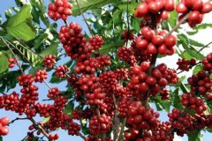 Brief introduction to the Market Price of Guatemala Fine Coffee Antigua Coffee Variety