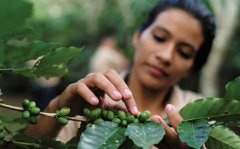 Proud son in troubled times | Coffee culture in Honduras