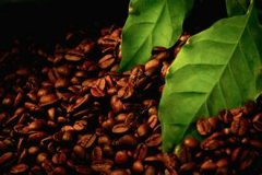 The Origin and Development of Cat Dung Coffee beans A brief introduction to the methods of Historical and Cultural Cooking