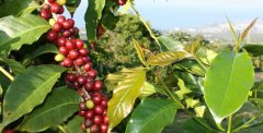 The Gift of Heaven-- Coffee Culture in Hawaii