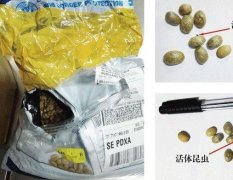 Kunming Airport intercepts two coffee pests in US express for the first time (photo)
