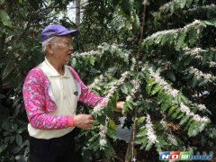 Coffee flowers in the foothills of Bagua Mountain in Ershui Township are in full bloom like white March snow.