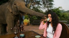 [cat shit archrival] Thailand's elephant shit coffee produces less than one kilogram and sells 8000 mosquitoes.