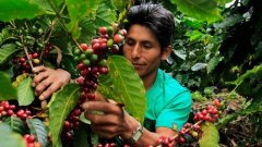 A brief introduction to the description of the flavor and aroma characteristics of boutique coffee beans in Latisha Manor