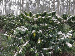 Is it snowing in Yunlin Gukeng Mountain area? It turned out to be coffee blossoms.