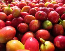 A brief introduction to the planting Market Price of Cupid Fine Coffee Bean varieties with moderate bitterness