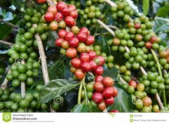 Elegant fruit acids Tanzania fine coffee beans cultivation geographical location climate altitude profile