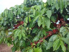 Sweet and bitter Brazilian sirado coffee beans Flavor Taste Aroma Description Introduction