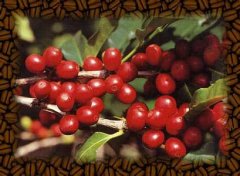 A brief introduction to the Market Price of artificial Hybrid Golden Kaduai Coffee Variety