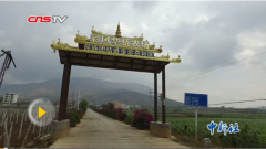 Visiting the overseas Chinese Farm in Binchuan, Yunnan: the 