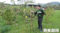 Taiwan's Gukeng coffee beans reduced production of raw beans by more than 20%.