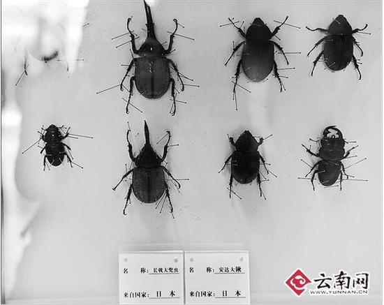 截获两种咖啡害虫 昆明机场口岸销毁3366.6公斤禁止进境物