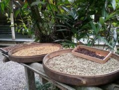 A brief introduction to the History and Culture of the Origin and Development of transparent and Pure Candle Coffee beans