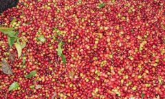 The bottleneck in the development of Baoshan small-grain coffee is the key to improve the processing level.