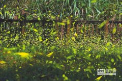 Dongli Sijiao Forest Farm drinks coffee day and enjoys fireflies at night.